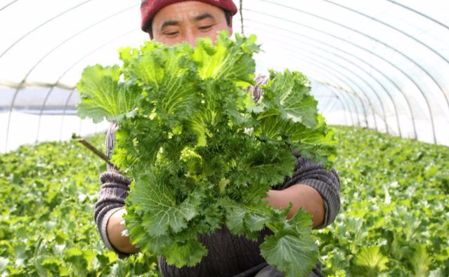 皇帝菜茼蒿的种植时间和栽培方法 田间管理注意事项你知道吗 动漫资讯 存满娱乐网
