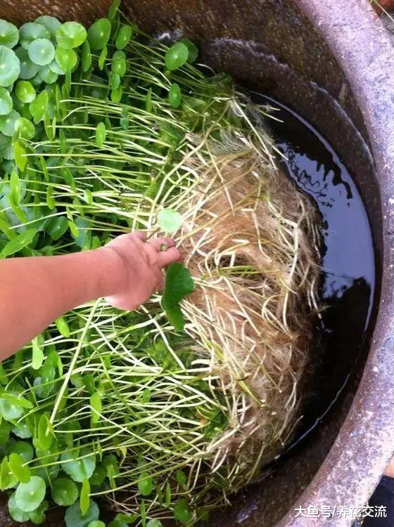 铜钱草养护需要掌握三点, 你都注意到了么?