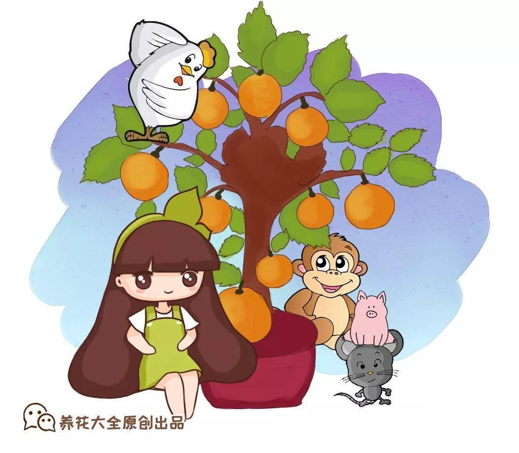 20种旺运花, 鲜艳又好养, 看看哪种最配你!