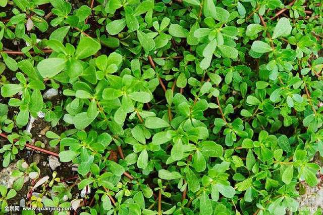 “孕妇”要注意的4种容易导致流产的食物, 最后一种很多人不认识