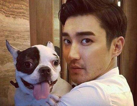 明星爱犬咬人致他人死亡 碰到恶犬有这些应对方法 娱乐资讯 存满娱乐网