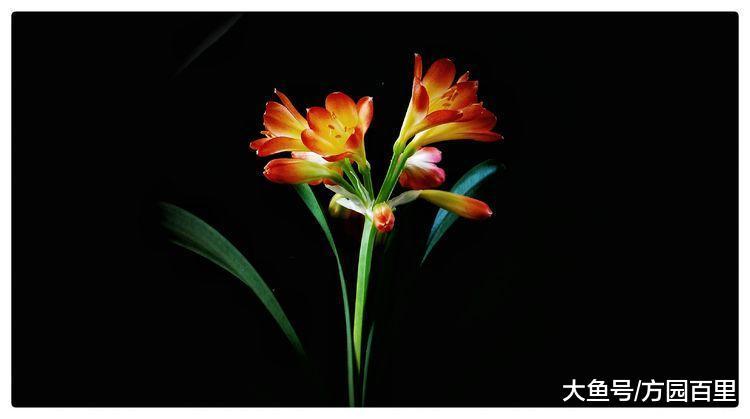 冬季适合新人上手的绿植花草——君子兰