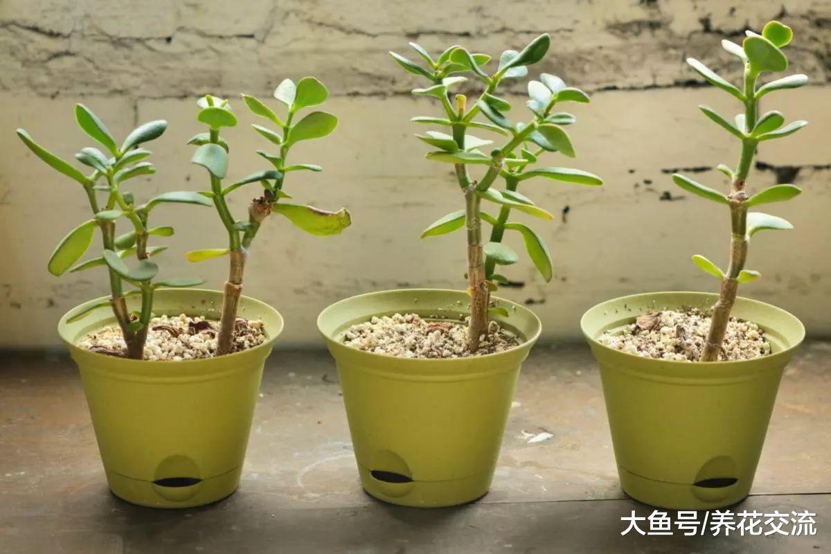 盆栽长寿花的叶子发软, 茎上面长很多气根怎么办?