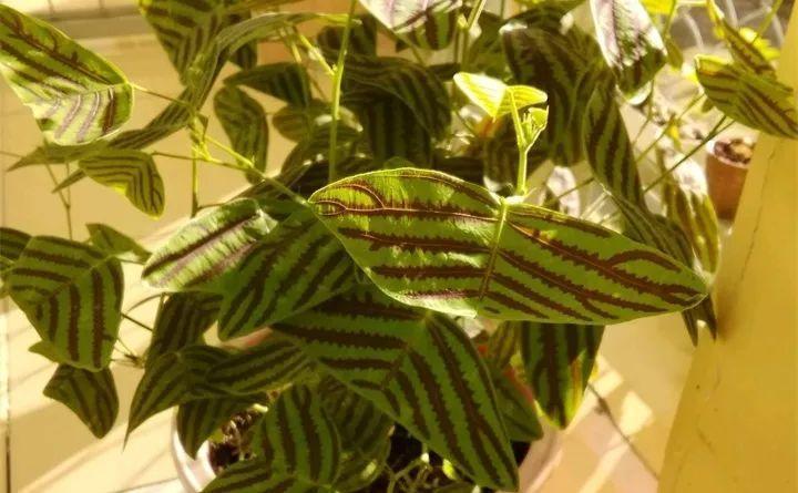 他家的花, 叶子七彩像蝴蝶, 放窗台邻居都来看!