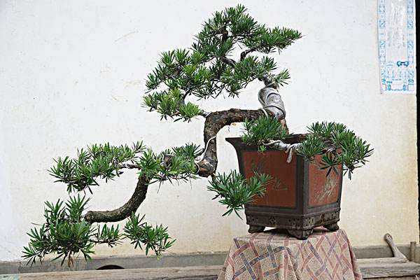 冬天养护“罗汉松”, 这一小技巧用上, 不黄叶嫩芽突突冒!