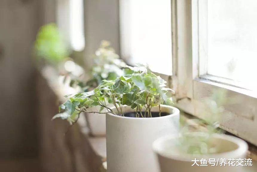 室内盆栽植物养在家里能够给我们带来什么好处呢