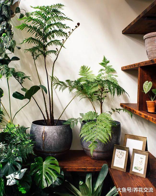特别受欢迎的几种盆栽观赏绿植, 给家里匹配完美的色彩
