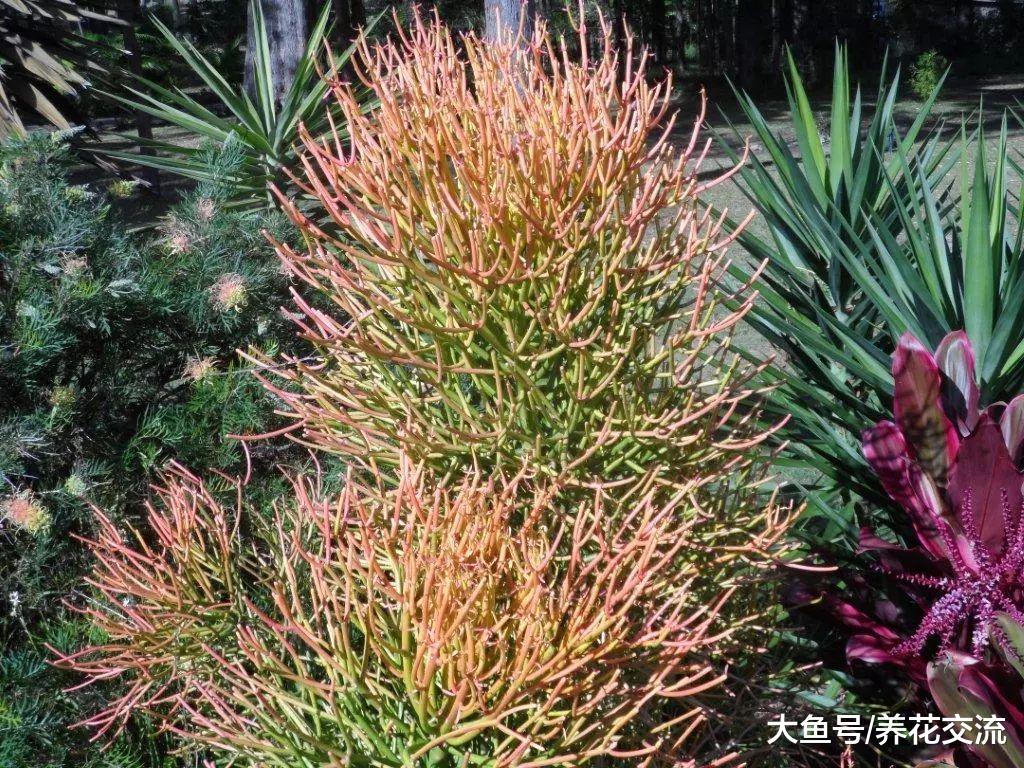 10种可以匍匐在地面上生长的多肉植物, 新手能将它们养成一大片