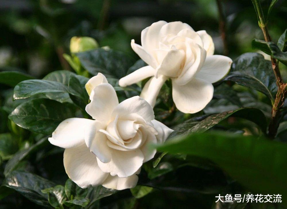 这些盆栽开花时不要放卧室里, 花朵散发的香味太浓裂