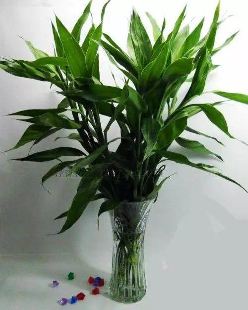 富贵竹“离不开”这种水, 加一点, 不烂根、不黄叶, 家里吉祥富贵