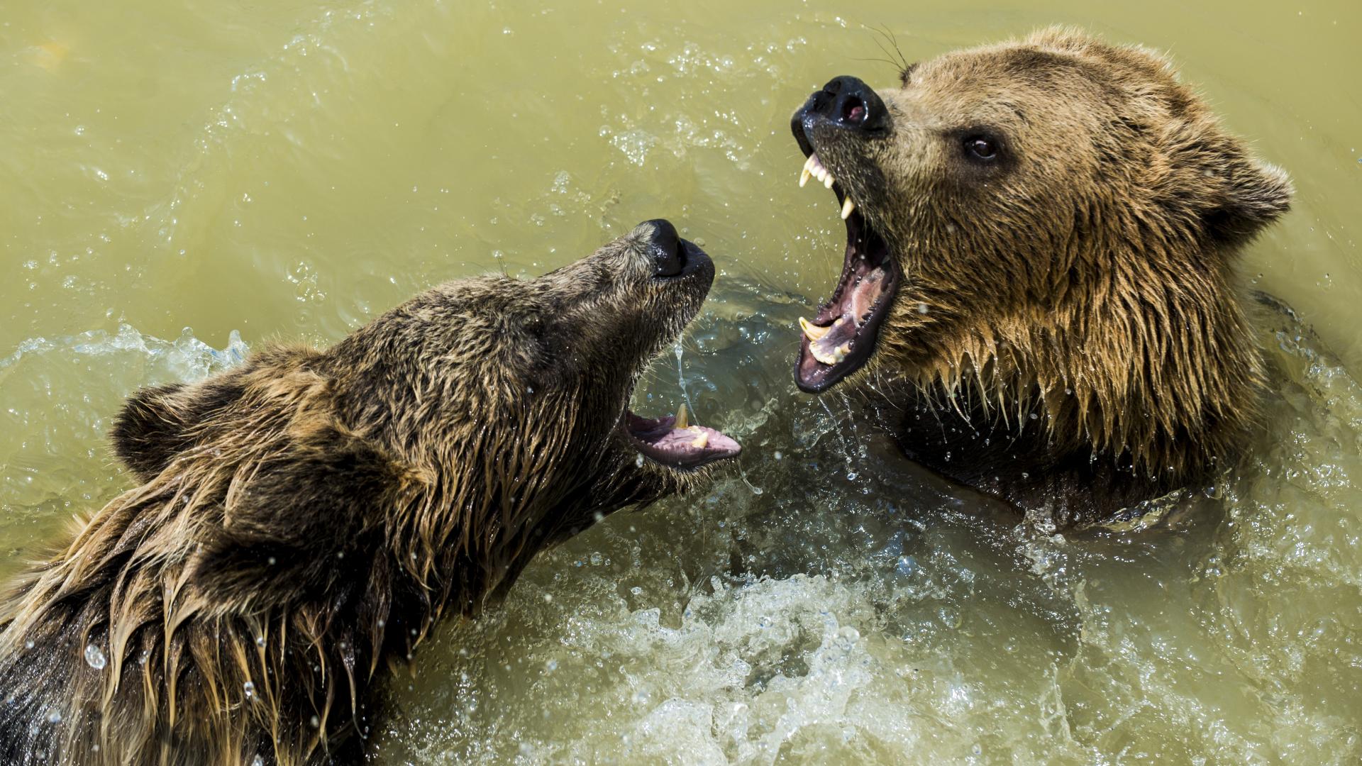 “熊”霸天下 唯我独尊