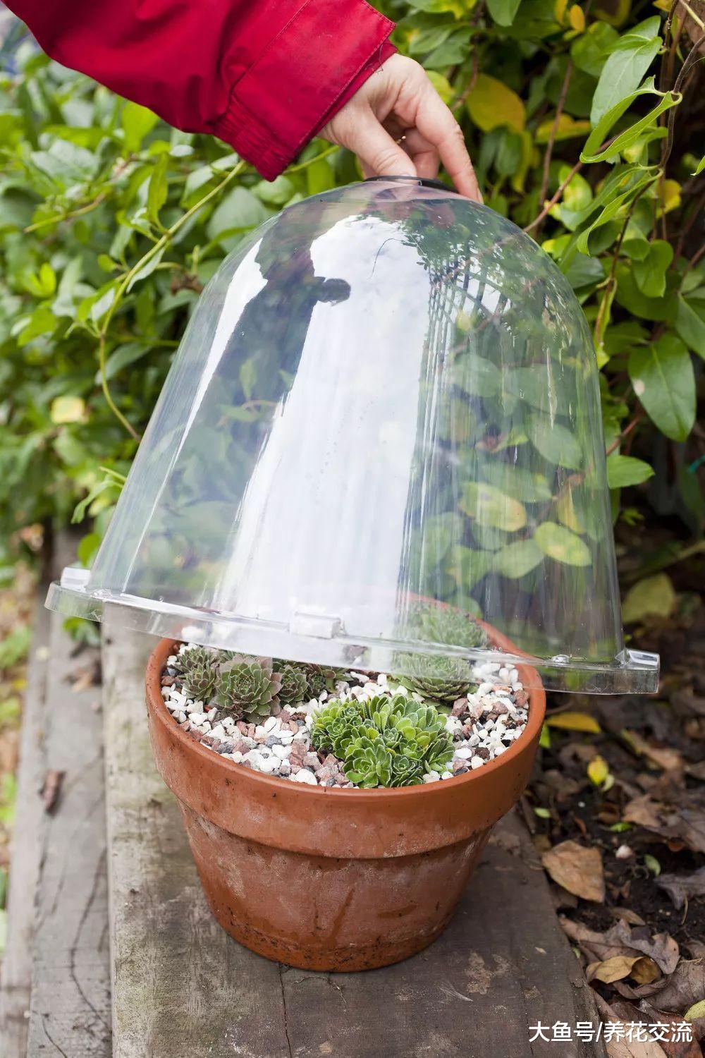 冬天为了避免植物受冻, 下面这些办法你都可以用上了