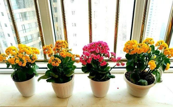 厨房废水掺点它, 半月浇1次, 长寿呼呼冒花苞!