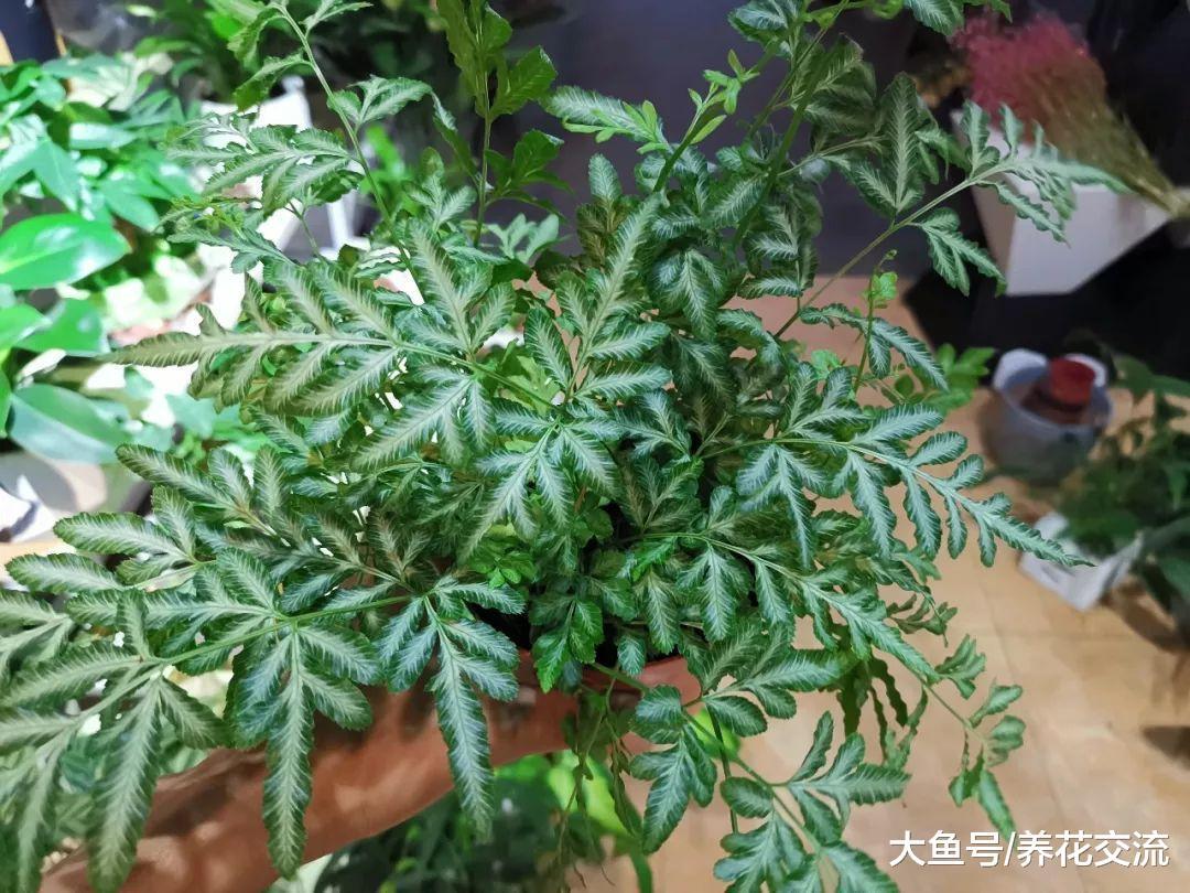 这些盆栽植物在阴凉的房间都能生长良好, 养几年都没有问题