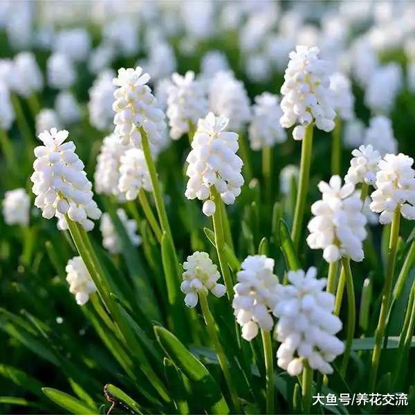 花朵如一串串果子般的葡萄风信子, 还能养成个阳台上的盆栽