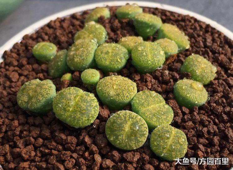 这么养多肉植物, 多肉就毁了, 赶紧改正, 为时不晚