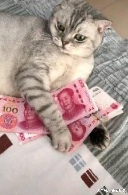 猫咪抱着"钱"不撒手,主人去拿反被挠,网友:可以洗洗炖