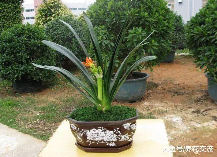 君子兰的花苞孕育过早, 怎么才能让它延后在春节开花?