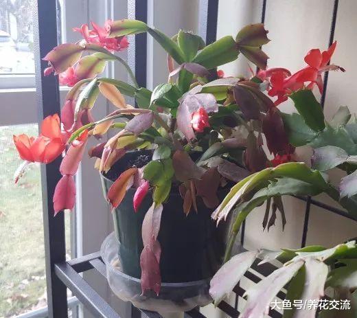家里养的蟹爪兰叶子变红干瘪，还长很多花苞，却是隐藏危机