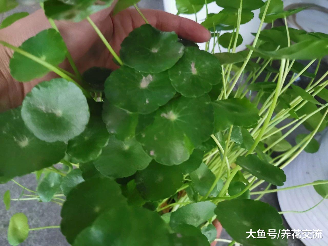 铜钱草盆栽只要掌握三个技巧, 水培和土培的都长得特旺盛