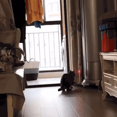 搞笑gif:听说动物不让成精?哼~我不信