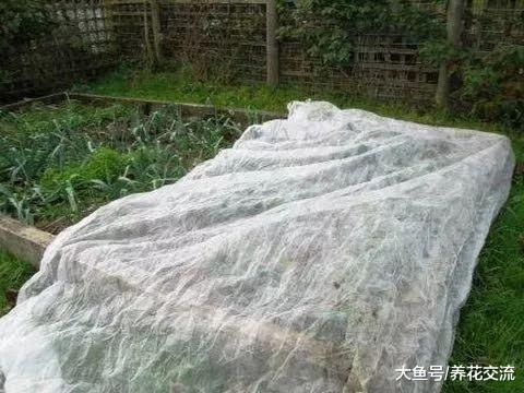 冬天为了避免植物受冻, 下面这些办法你都可以用上了