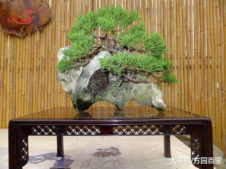 走近盆景艺术之什么是树桩盆景