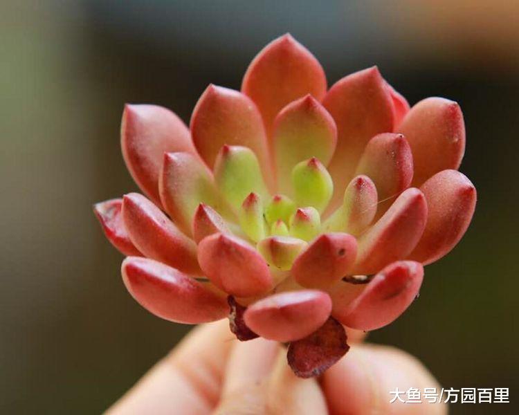 新人养多肉有很多疑问, 别急我们一个个来解决(三)
