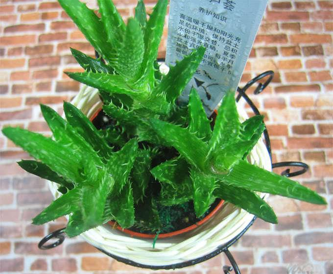 这“3种”花专门对付“甲醛”, 养上盆, 细菌少空气清新!