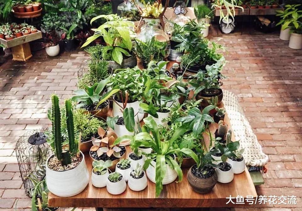 养护室内盆栽植物的几个误区, 照顾植物可比想象中简单