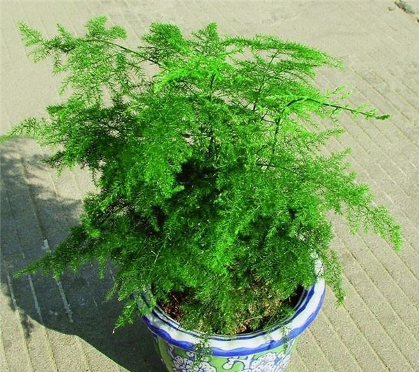 给文竹喂片“药”, 新芽蹭蹭长, 60天毛茸茸叶片长满盆!