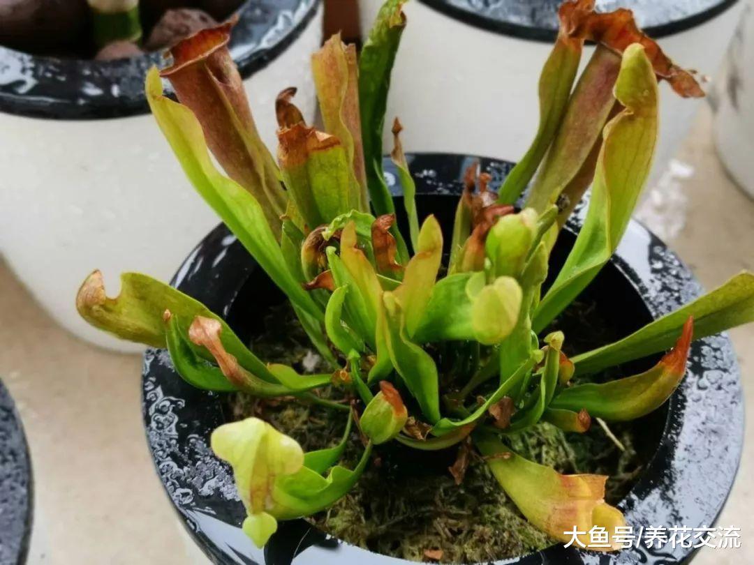 我最喜欢养的三种食虫植物, 适合养在家里的不同位置