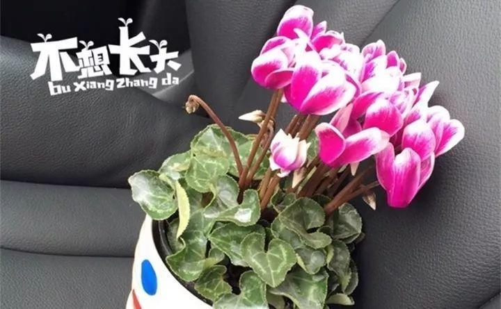 爷爷家的仙客来, 年年冬天开爆盆, 一开就是大半年!
