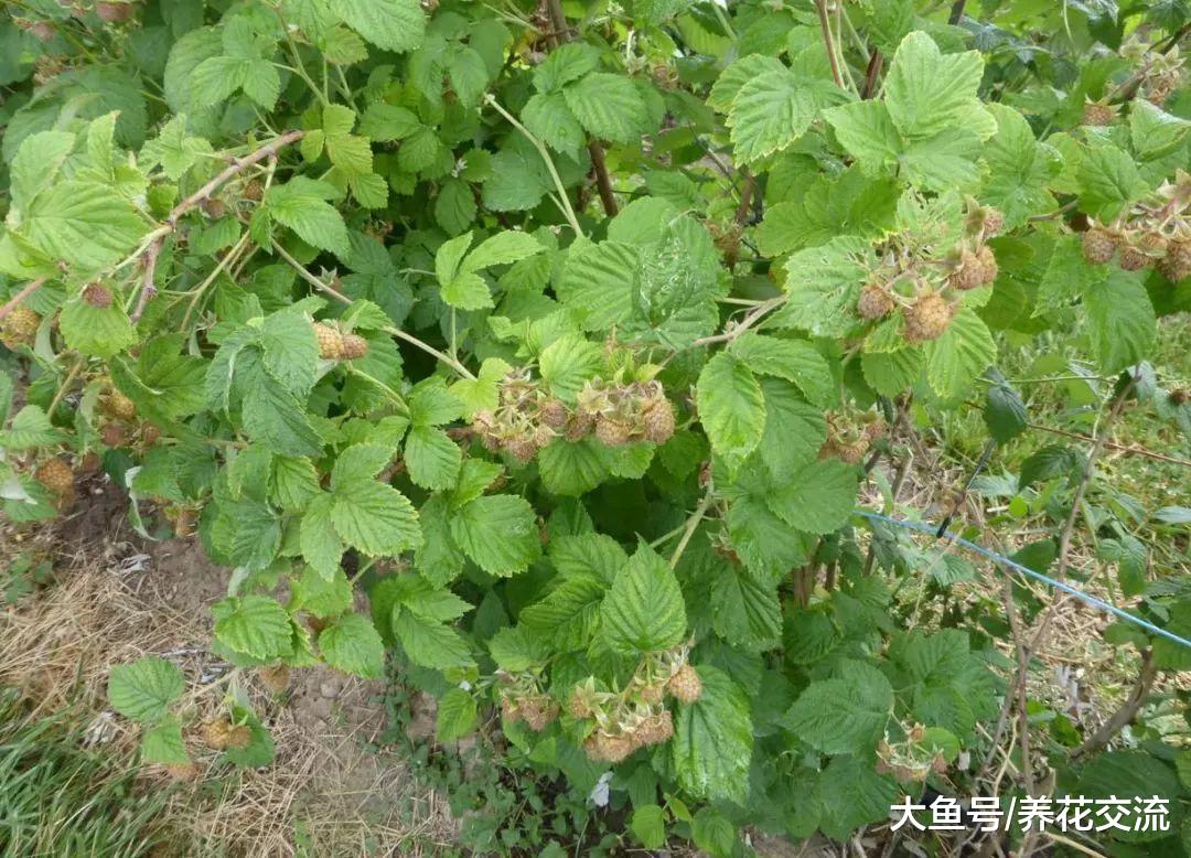 可以栽种在花盆里的覆盆子灌木浆果, 年年都能结果