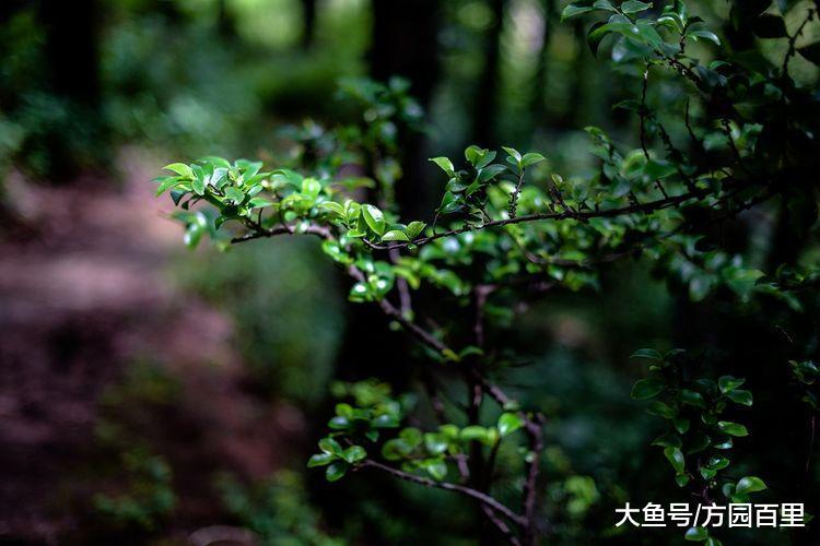 植物中常用的杀虫剂原来有这么多的类别
