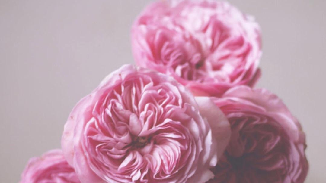 “带刺的蔷薇，伤人的月季”