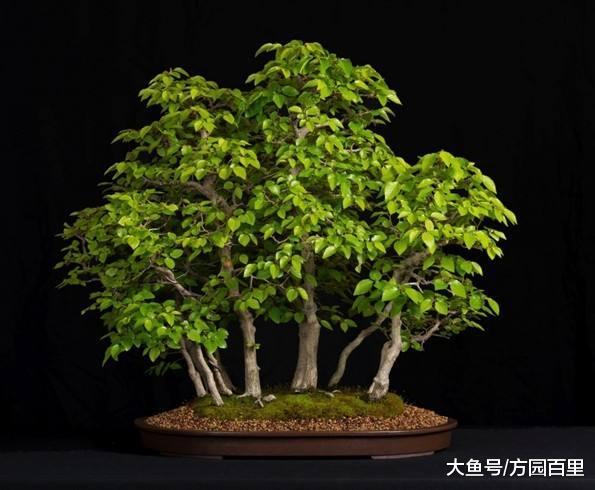 走近盆景艺术之盆景的基础知识(二)