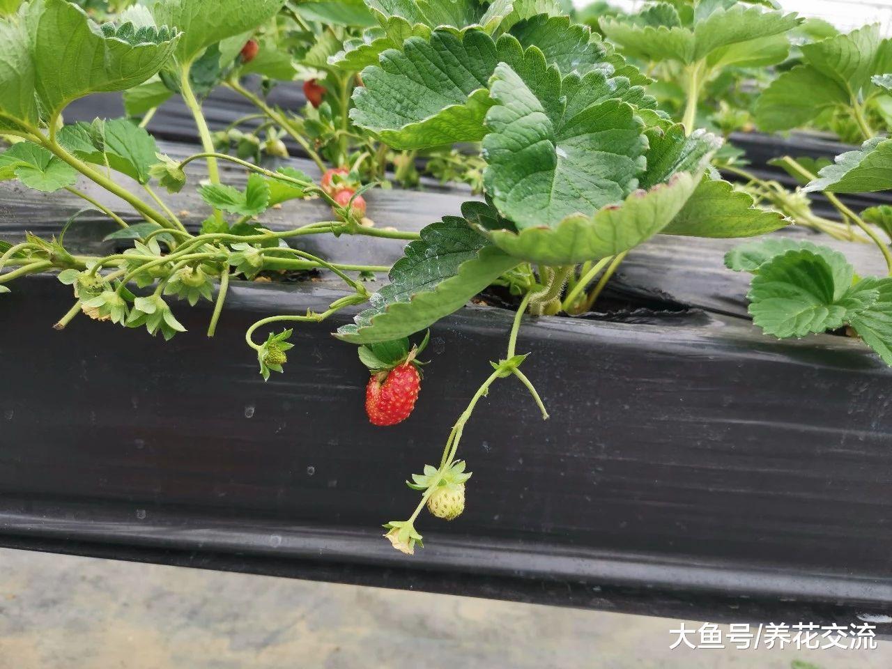 在家里养的草莓结果出现畸形, 你还敢吃么?
