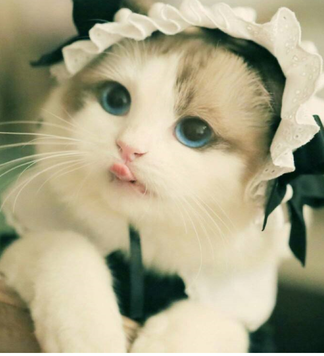 教大家如何养布偶猫 教育资讯 娱乐新闻网