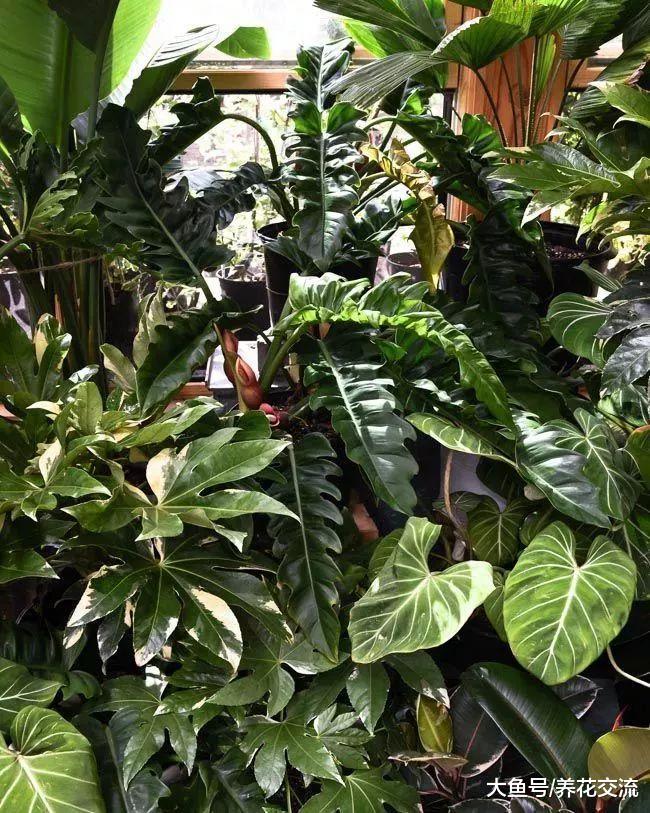 室内盆栽植物养在家里能够给我们带来什么好处呢