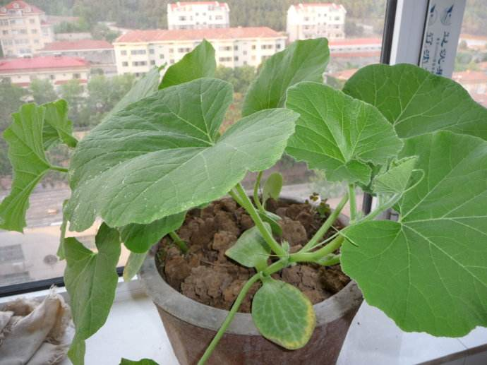 给花盆底垫上这“3样”料, 植株有劲长, 大白根更加壮!