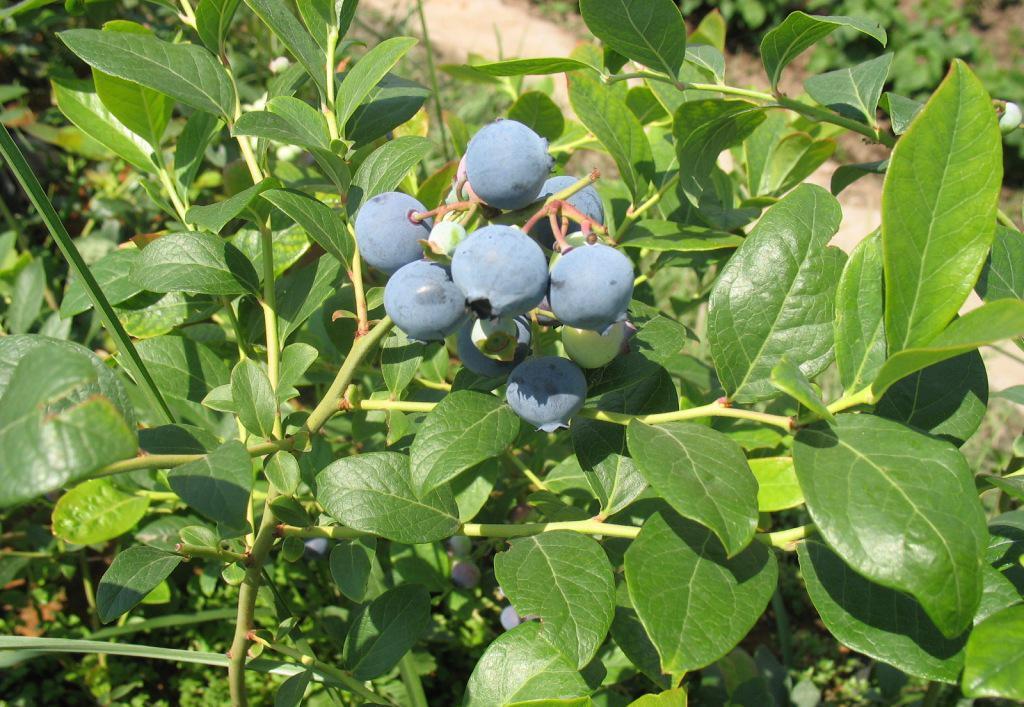 野生蓝莓也叫森林蓝莓,果实营养价值极高,是非常罕见的珍稀野果