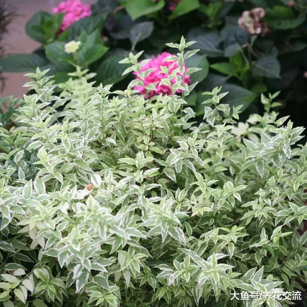 这些观赏植物有着靓丽迷人的叶子, 比花朵要好看多了