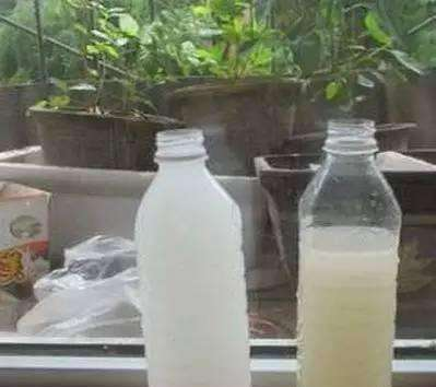 发财树最爱喝这种“水”, 浇一点在盆里, 黄叶没有绿汪汪!