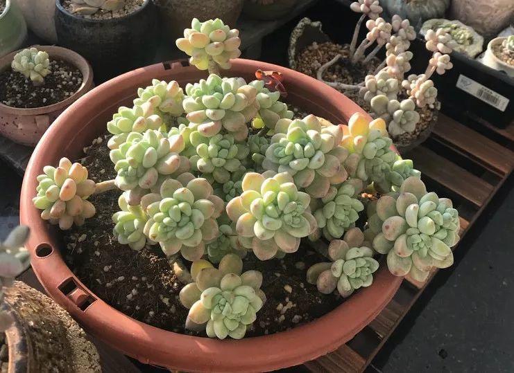 “多肉”换了这种土, 3周不到, 叶子全红了, 邻居嫉妒得不行!