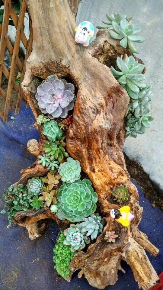 爷爷捡回来的老树根, 填点土种点肉, 就是一个小景观!