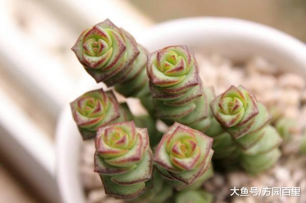 钱串景天是景天科的多肉植物, 上下叠生原来会这么美!