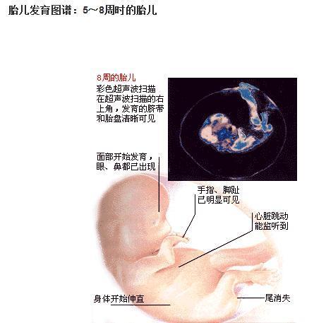 怀孕初期的3个月：胎儿发育的过程及B超所见