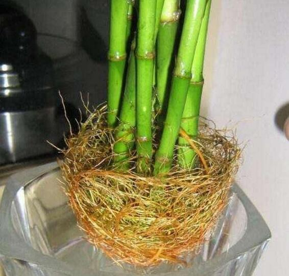富贵竹“药片”下去, “蜂窝根”冒出来, 黄叶远离绿油油!