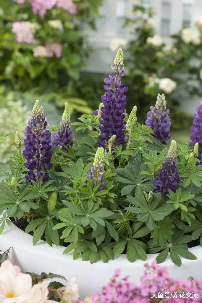 叶子像蕨类, 花朵则像花塔一般的鲁冰花, 你会养么?